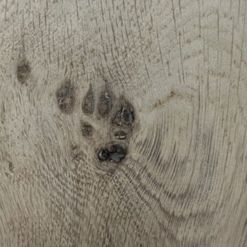 Cats Paw Absolute